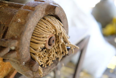 Close-up of lizard on rusty metal