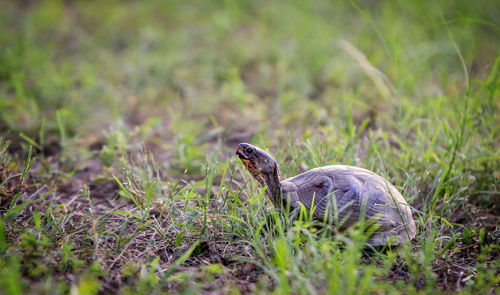 Sideview of turtle in grass.