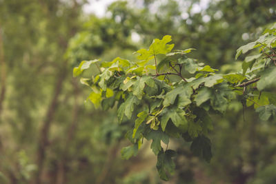 Close-up of fresh green leaves on tree