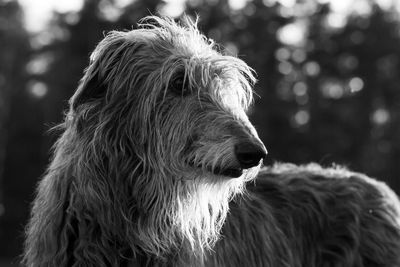 Close-up of a dog looking away