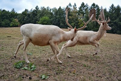 View of deer standing on field