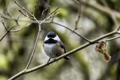 Close-up of bird perching on branch