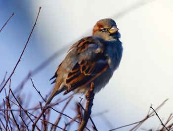 Close-up of bird perching on branch against sky