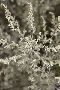 Close-up of flowering plant on field