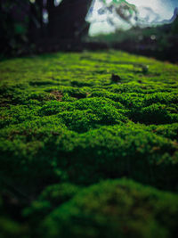 Close-up of moss growing on field