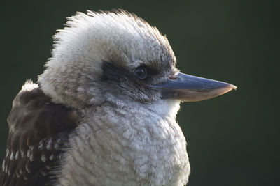 Close-up of bird