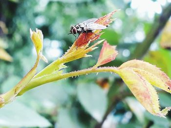 Close-up of insect on plant