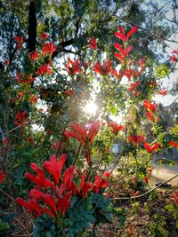 Red flower tree