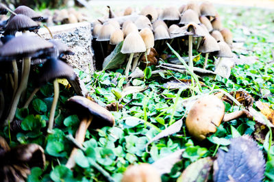 Close-up of mushrooms on grass