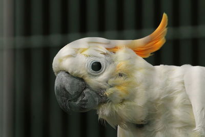 Close-up of parrot 