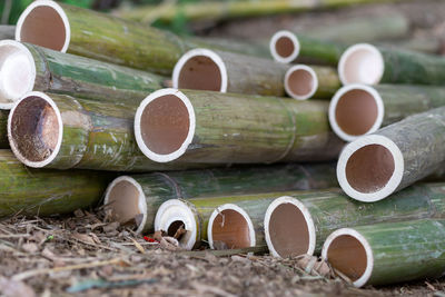 High angle view of bamboos