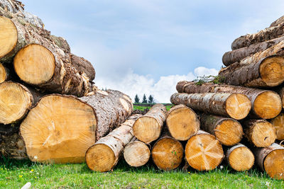 Piles of trunks from trees felled by storm vaia. belluno, italy