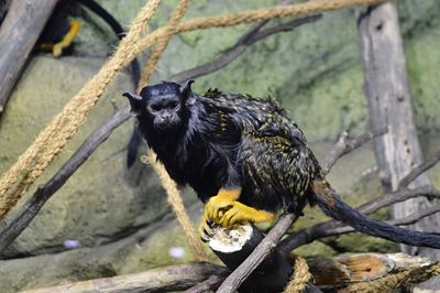 Close-up of black bird perching on branch