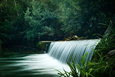 Scenic view of waterfall in forest