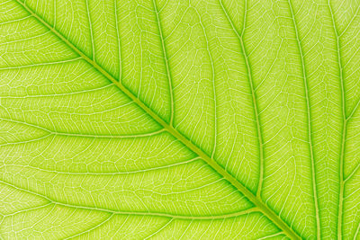 Full frame shot of green leaves