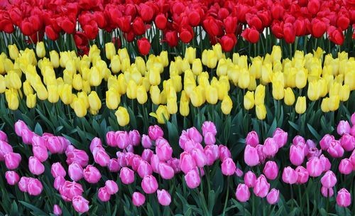 Full frame shot of multi colored tulips