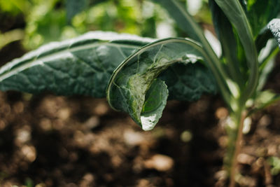 Close-up of green leaf on field
