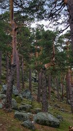 Low angle view of trees in forest