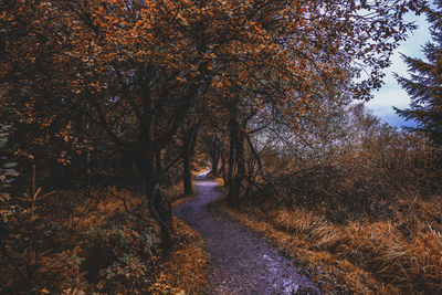 Forest path in nature reserve high fens, belgium.