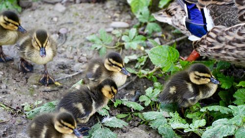 High angle view of ducklings