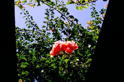 Close-up of red flowers