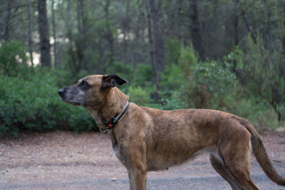 Dog looking away while standing on land