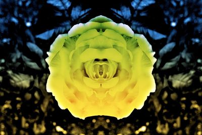 Close-up of yellow flower