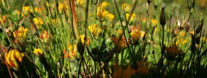 Close-up of flowers growing in field