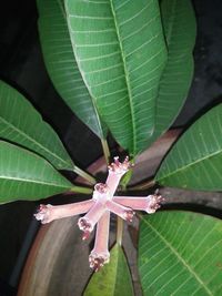 High angle view of butterfly on leaves