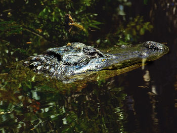 Close-up of alligator swimming in pond