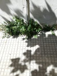 Shadow of plants on tiled floor