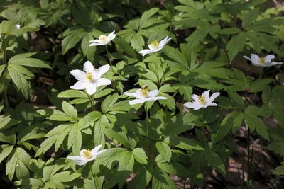 Close-up of white flowering plants