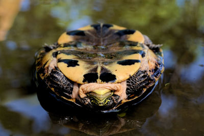 Turtle upside down