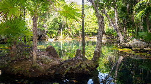 Scenic view of trees in forest