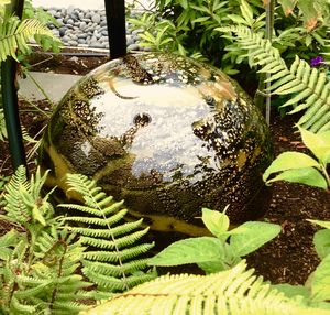 Close-up of plants in water