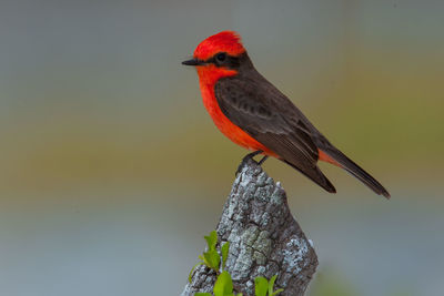 Close-up of a bird perching on wood