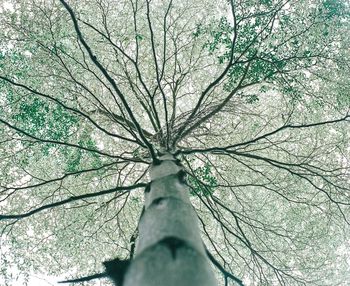 Low angle view of bare tree