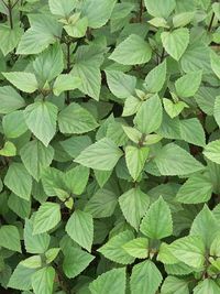 High angle view of green leaves