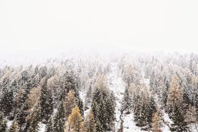 Panoramic view of pine trees in forest against clear sky