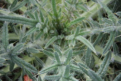 High angle view of plants