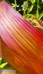 Close-up of leaves