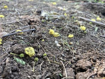 Close-up of small plant growing on field