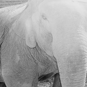 Close-up of elephant