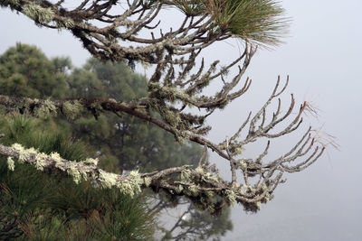 Pine tree by lake against sky