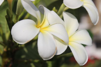 Close-up of white frangipani flowers