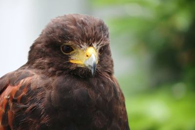 Close-up portrait of eagle against blurred background