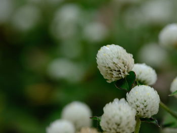 Close-up of white flowering plant