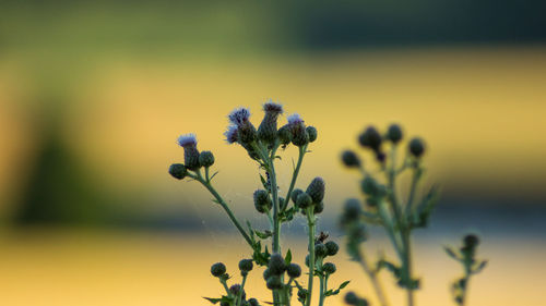 Close-up of yellow flowering plant on field