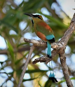 Bird perching on a branch motmot