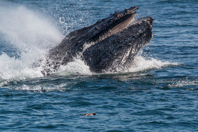 View of humpback whale swimming in sea